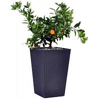 ����� ��� ������ Keter Rattan Planter S 285�285�435 �� ��������